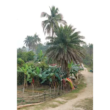 Natural Palm Trees
